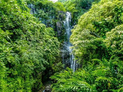 Maui's Enchanted Rainforest: A Serene Escape